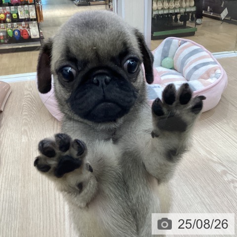 パグの写真