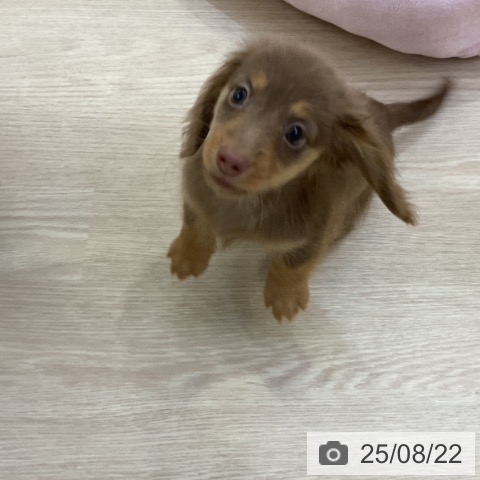 ミニチュア・ダックスフンドの写真