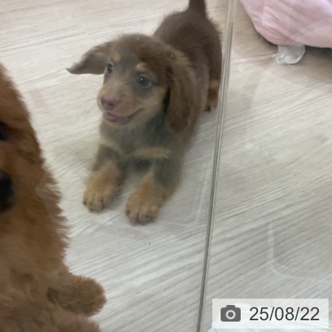 ミニチュア・ダックスフンドの写真