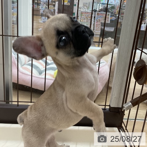 フレンチ・ブルドッグの写真