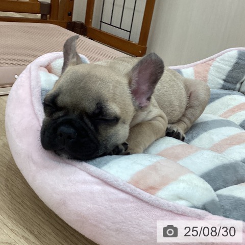 フレンチ・ブルドッグの写真