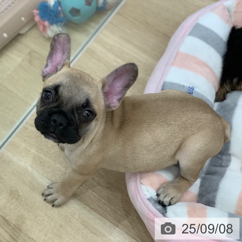 フレンチ・ブルドッグの写真