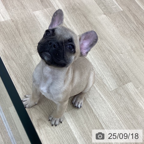 フレンチ・ブルドッグの写真