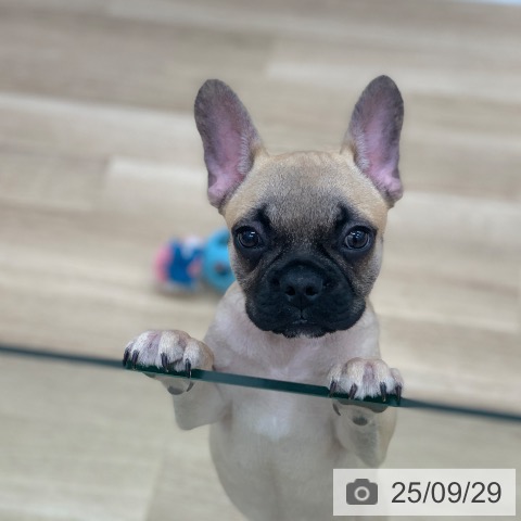 フレンチ・ブルドッグの写真