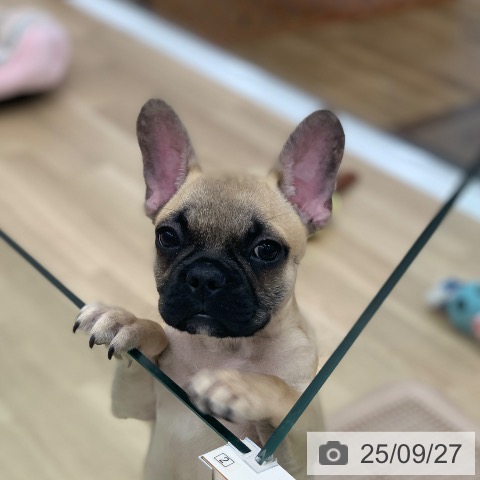 フレンチ・ブルドッグの写真