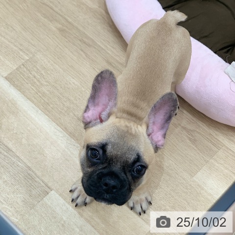 フレンチ・ブルドッグの写真