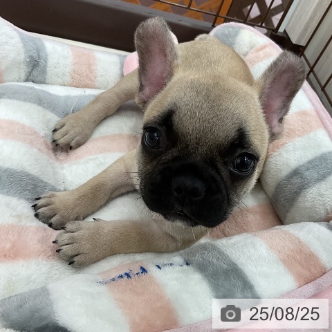 フレンチ・ブルドッグの写真