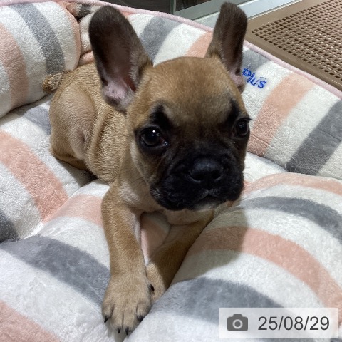 フレンチ・ブルドッグの写真