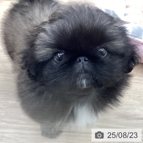 ペキニーズの写真
