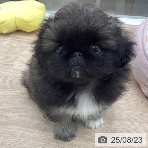 ペキニーズの写真