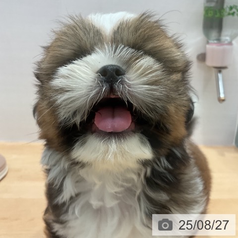 シー・ズーの写真
