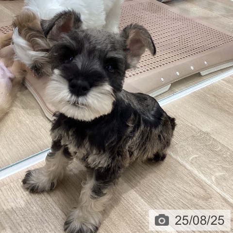 ミニチュア・シュナウザーの写真