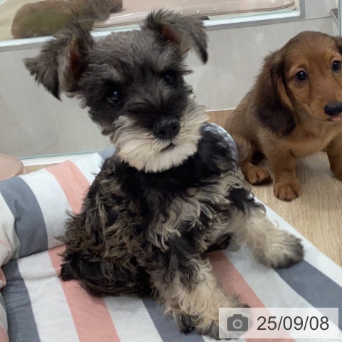 ミニチュア・シュナウザーの写真