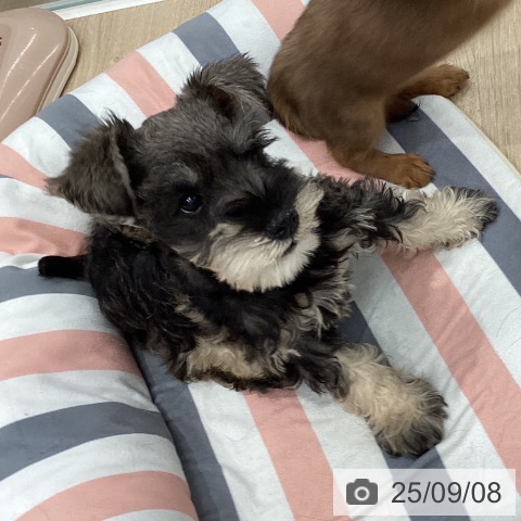 ミニチュア・シュナウザーの写真