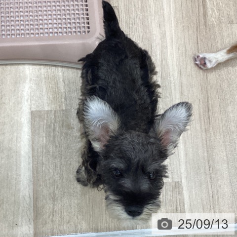 ミニチュア・シュナウザーの写真