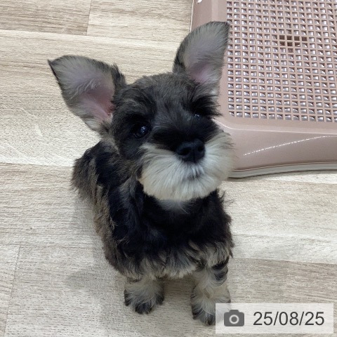 ミニチュア・シュナウザーの写真