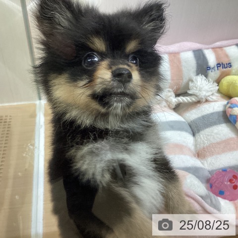 ポメラニアンの写真