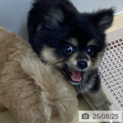 ポメラニアンの写真