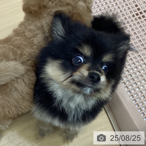 ポメラニアンの写真
