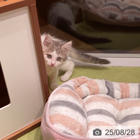 ノルウェージャンフォレストキャットの写真
