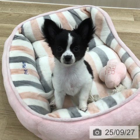チワワの写真