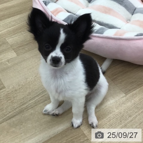 チワワの写真
