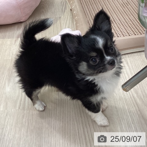 チワワの写真