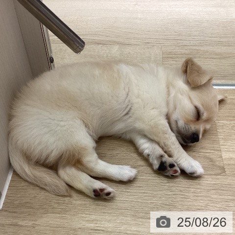 チワワの写真