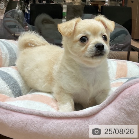 チワワの写真