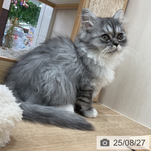 ラガマフィンの写真