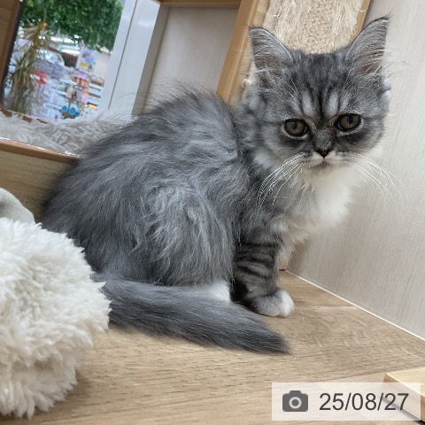 ラガマフィンの写真