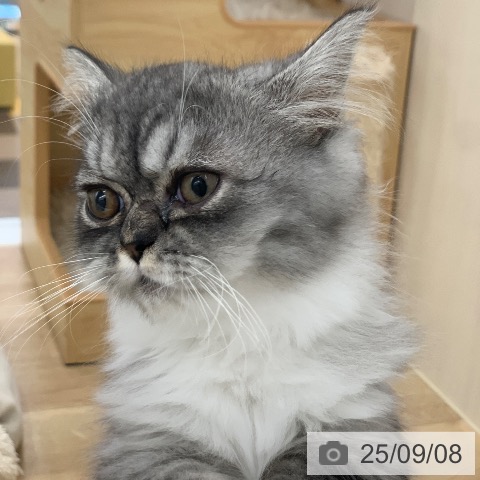 ラガマフィンの写真