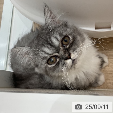 ラガマフィンの写真
