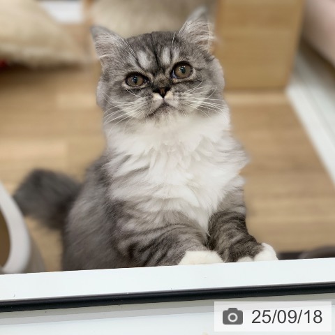 ラガマフィンの写真