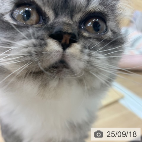 ラガマフィンの写真