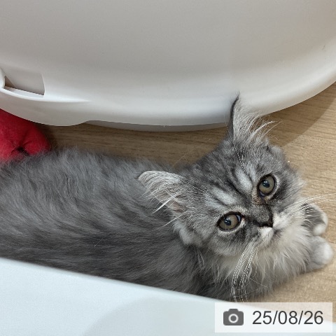 ラガマフィンの写真