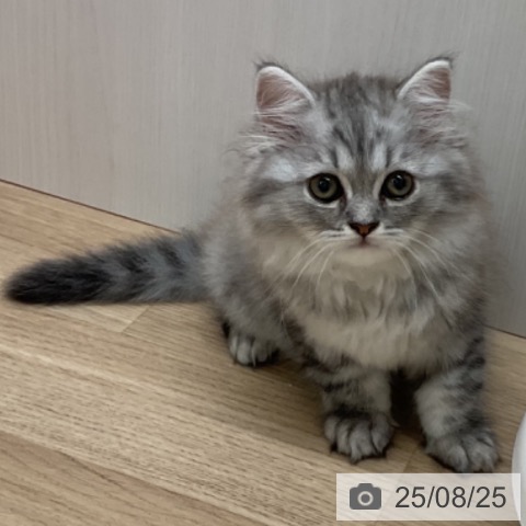 ラガマフィンの写真
