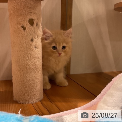 サイベリアンの写真
