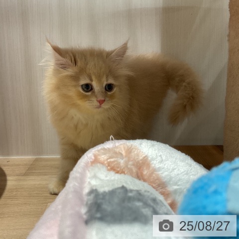 サイベリアンの写真
