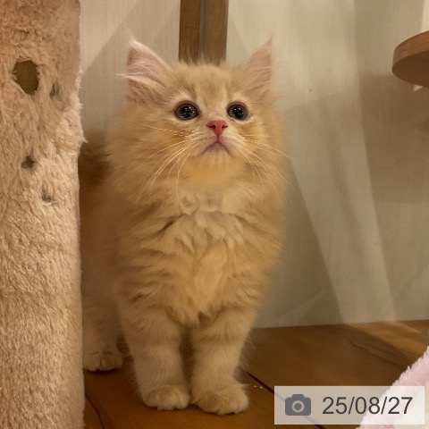 サイベリアンの写真
