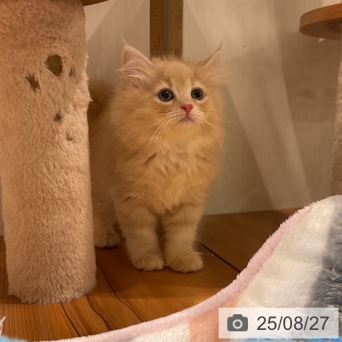 サイベリアンの写真