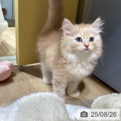 サイベリアンの写真
