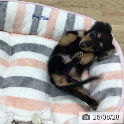 ミニチュア・ダックスフンドの写真