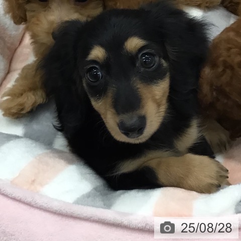 ミニチュア・ダックスフンドの写真