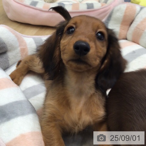 ミニチュア・ダックスフンドの写真
