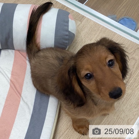 ミニチュア・ダックスフンドの写真
