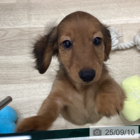 ミニチュア・ダックスフンドの写真