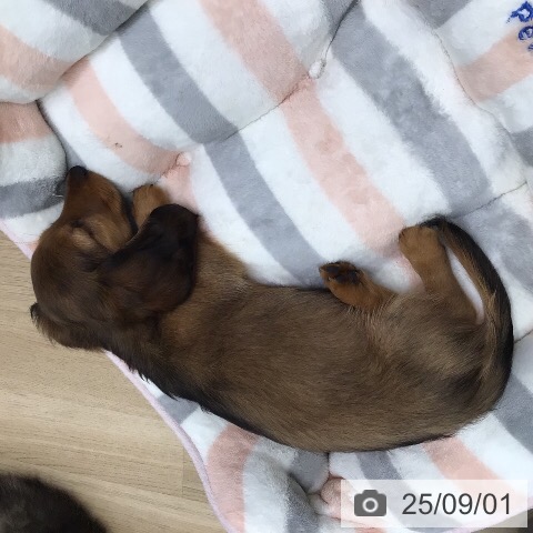 ミニチュア・ダックスフンドの写真