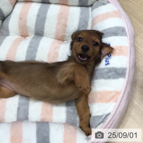 ミニチュア・ダックスフンドの写真