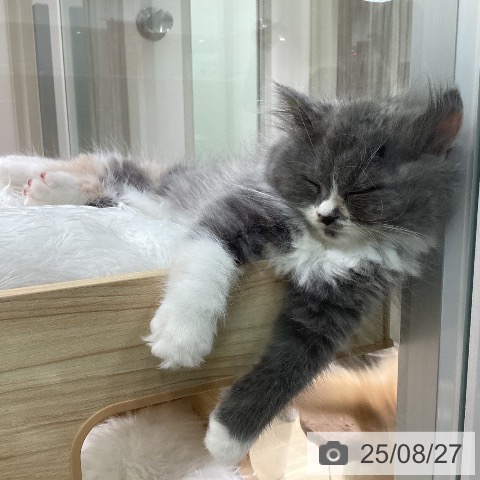 スコティッシュフォールドの写真